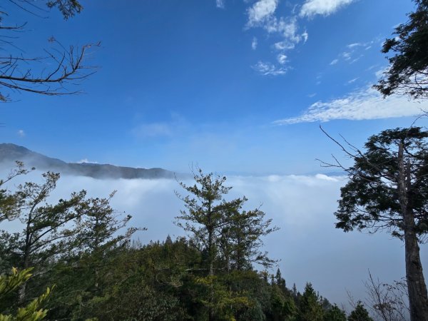 蝶夢八唐（裡冷登山口往返）八仙山出雲海下山順賞富士櫻2722725