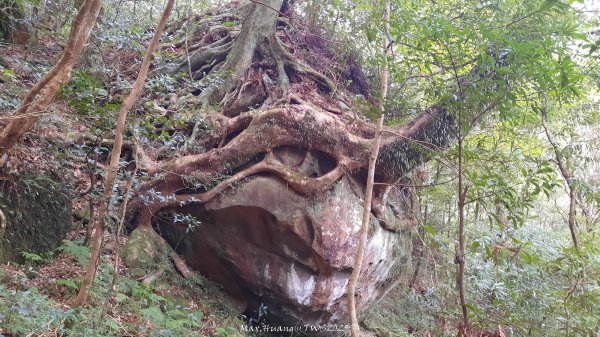 《新竹》斷崖神木｜北得拉曼步道小P繞202510172917557