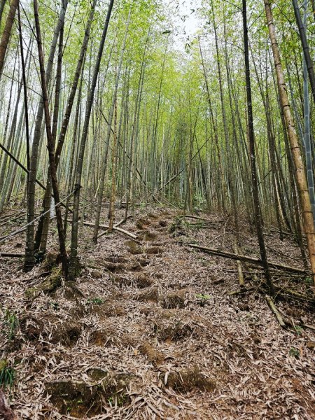 金柑樹山、忘憂森林步道-(南投)臺灣百大必訪步道2789395
