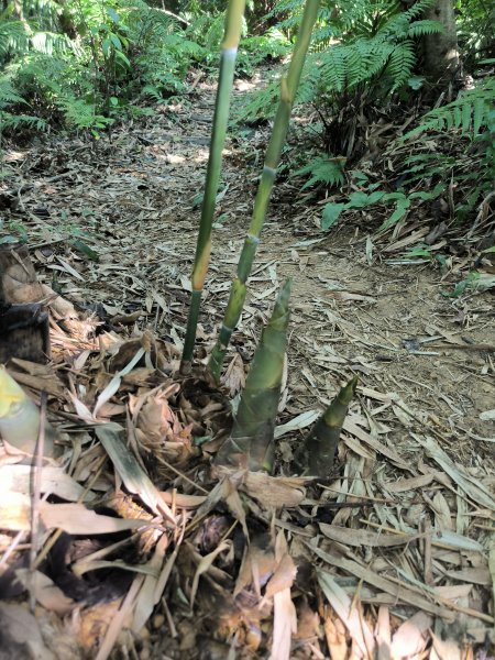 20250913微笑山線：【天上山系】望月亭桐花段2883403