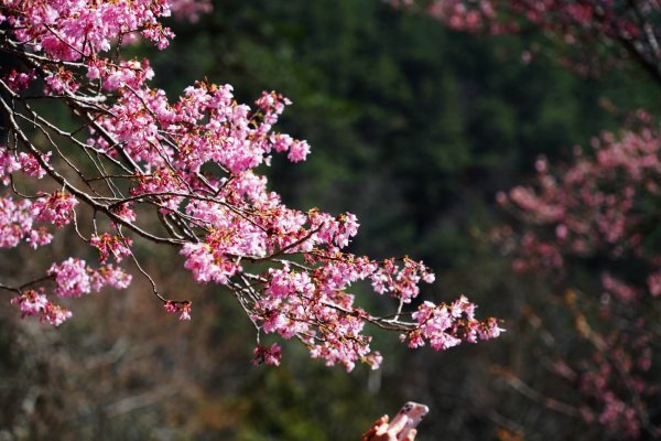 群峰迴旋 ~ 武陵情深 , 醉美櫻花撩撥誰的心弦 ?1624456