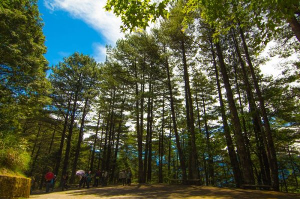 【新聞】大雪山國家森林遊樂區108年3月9日上午10點起恢復開園