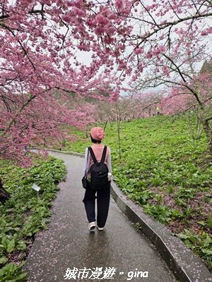 【台中和平】2026福壽山農場千櫻園賞櫻季3010671