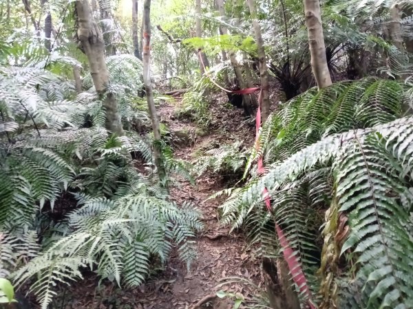 基隆市/萬里區界寮縱走之三界山+三界山西峰+開眼尖山+七分寮山+瑪七產道山泉水接水亭2979572