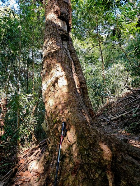 唐麻丹山-谷關七雄(老么)2991571