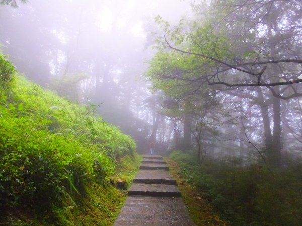 走阿里山神木群棧道，漫步在雲端及迷霧森林416023