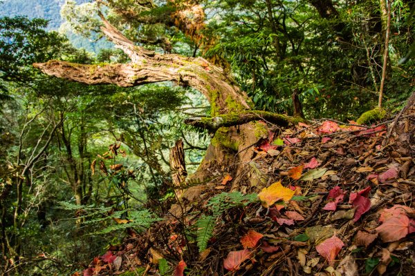 稍來山楓葉林2960885