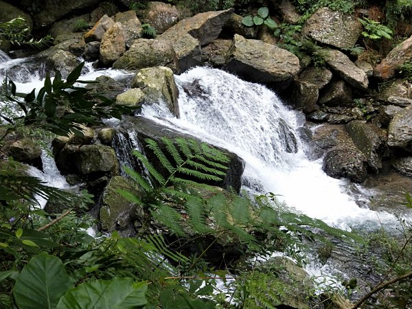 20201025 雲森瀑布，卡保山山毛櫸1145431