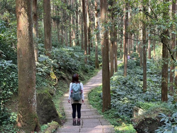 溪頭天文台 空中走廊 神木林道 賞鳥步道2486082