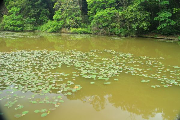 福山植物園 20180507328733