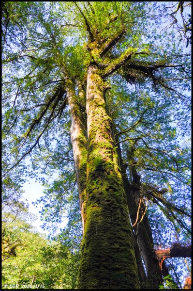 全台最大的紅檜森林 ~ 拉拉山巨木群885587
