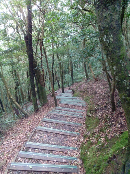 東眼山國家森林遊樂區 104.02.1652436
