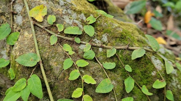 馬拉邦山健行1520710