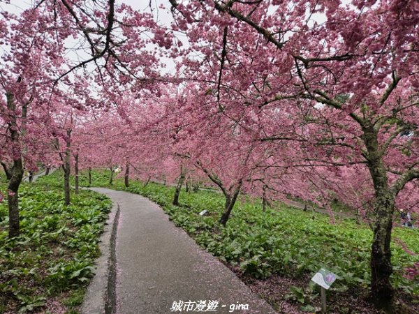 【台中和平】2026福壽山農場千櫻園賞櫻季3010682