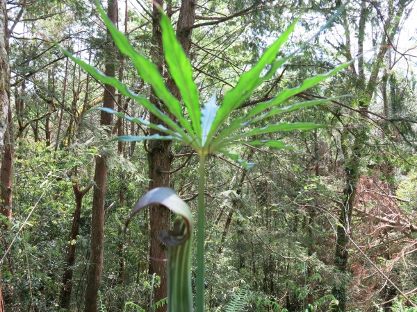 加羅湖散策36122