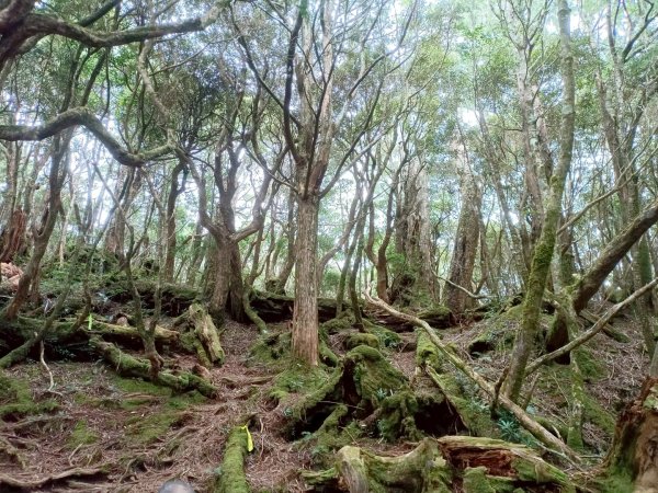 魔幻森林-塔曼山-202508102866563