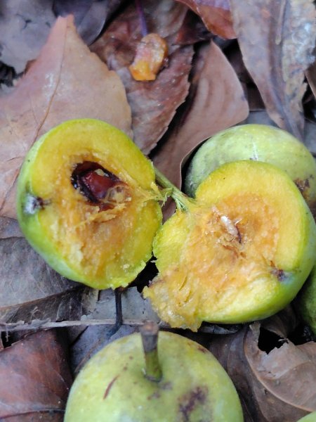 唐麻丹山 蝴蝶谷2918803