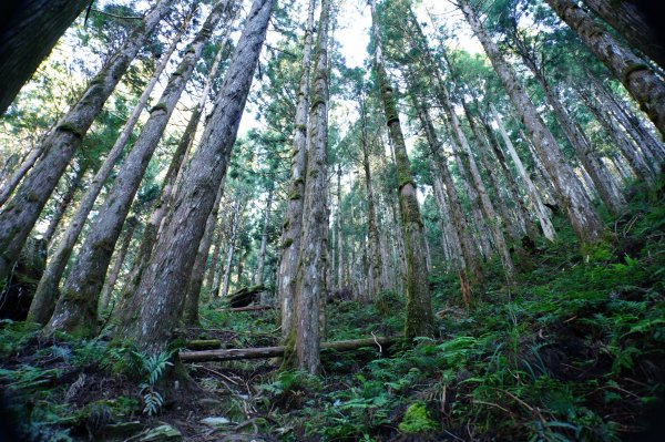 宜蘭 大同 三星山2890380