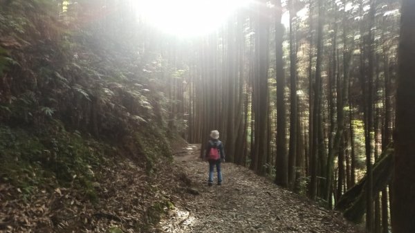 觀霧行Ⅱ檜山巨木群步道