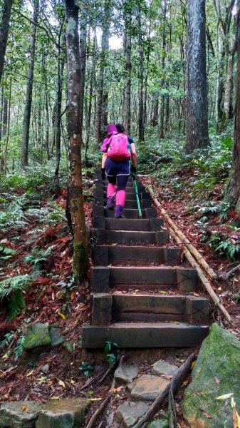 內鳥嘴山、北得拉曼長滿了【水晶蘭】895408