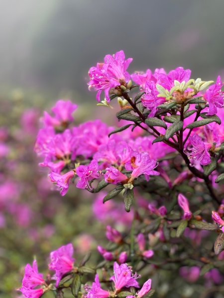 合歡北峰紅毛杜鵑盛開_202406052518339