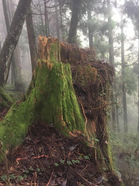 觀霧檜山巨木森林步道171761