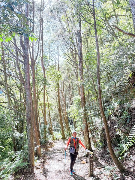 橫嶺山走走避暑趣 2025.6.112815435