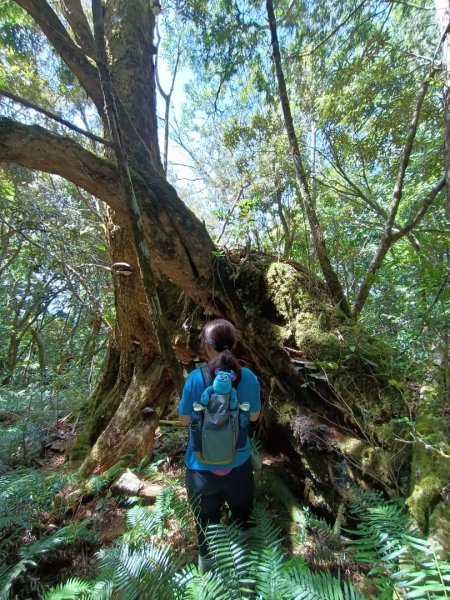 低陸山-嘎拉賀神木1765092