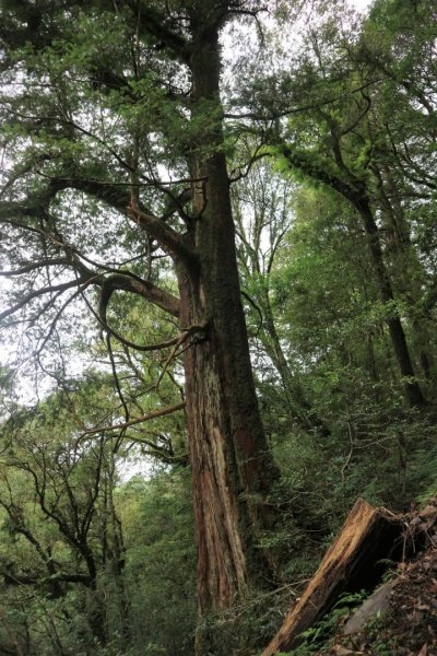 〔桃園復興〕拉拉山巨木，史詩級魔幻森林，75公頃紅檜 扁柏森林浴2237139
