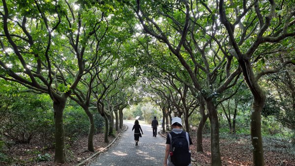 《台中》森林公園｜台中都會公園大O繞202304092102706