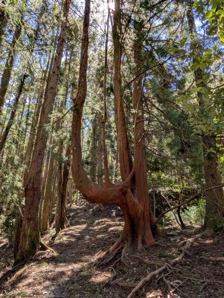 孕婦第一次的谷關七雄馬崙山2991624