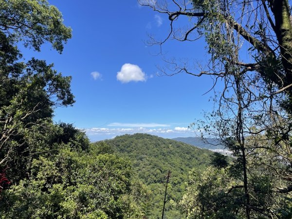 【天上山系】望月亭桐花2869369