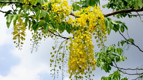 山佳荷花池2172752