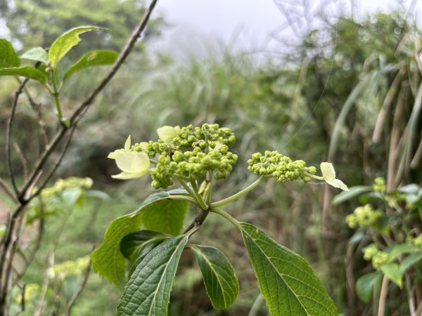 擎天崗草原與碉堡(圓堡與潛堡)尋蹤2477816