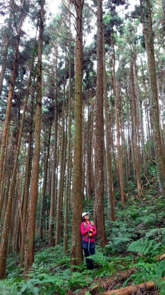 柳杉的國度-油羅山2095591