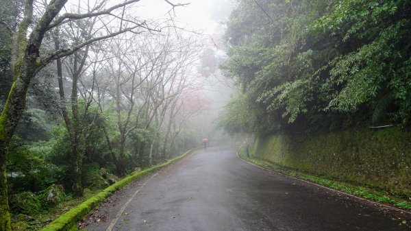 新北投,中正山,竹子湖2020455