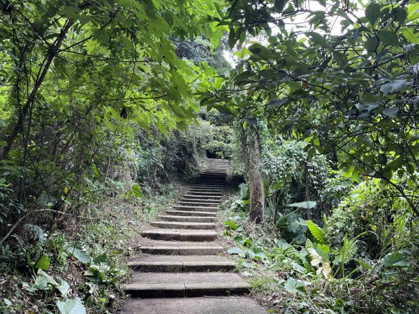 [皮皮獅Hike客任務-08/10] 2024_0831 大分林山步道2586242