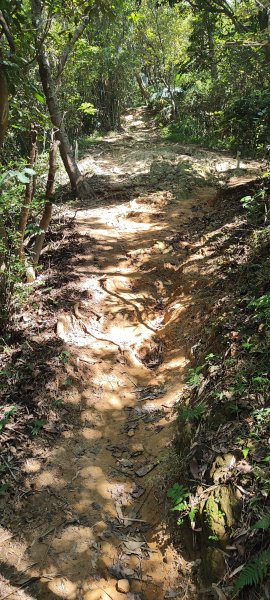 微笑山線：【大棟山系】百年大榕樹段2868492