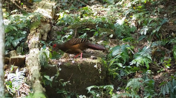 《南投》竹林台灣杉｜溪頭山竹崙山志騰山O繞202302182035941