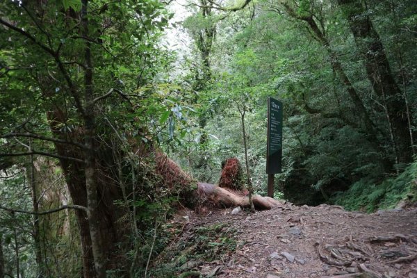 〔桃園復興〕拉拉山巨木，史詩級魔幻森林，75公頃紅檜 扁柏森林浴2237146