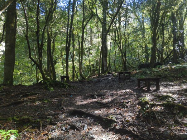 2026.01.03－鎮西堡B區神木群2981141