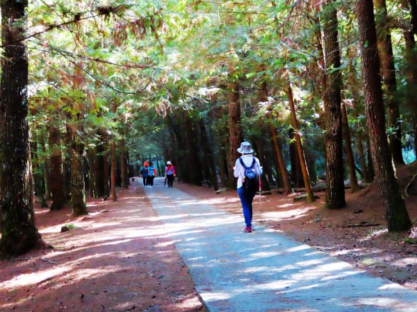 如童話般的森林步道-武陵桃山瀑布步道1190805
