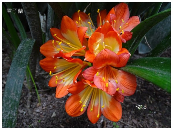 溪頭/山芙蓉之旅712627