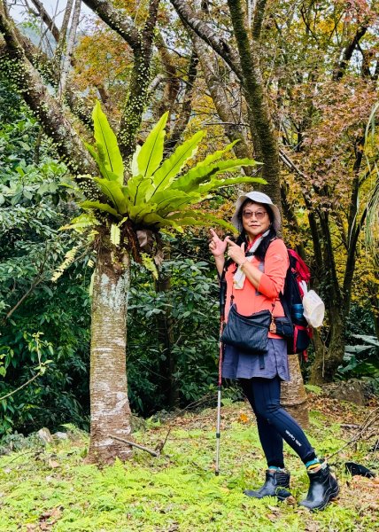 登峰古圳訪高頂山 北五指山 出荷蘭古道 快閃聖人瀑布2982000