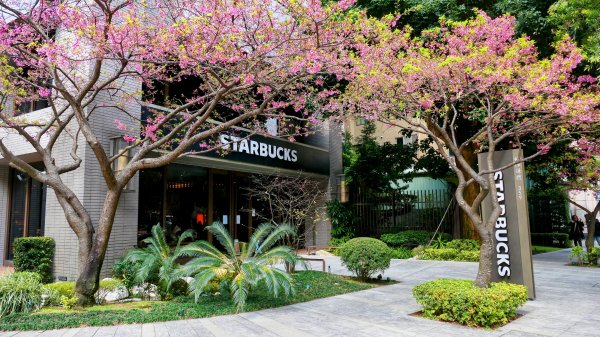 《蘭陵王・林口櫻花》2715979