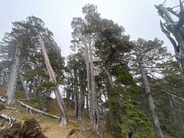 啟動高山度假模式~金牌三小隊之馬博橫斷8日2964950