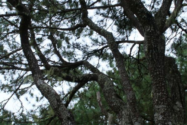 初探玉山國家公園塔塔加193704