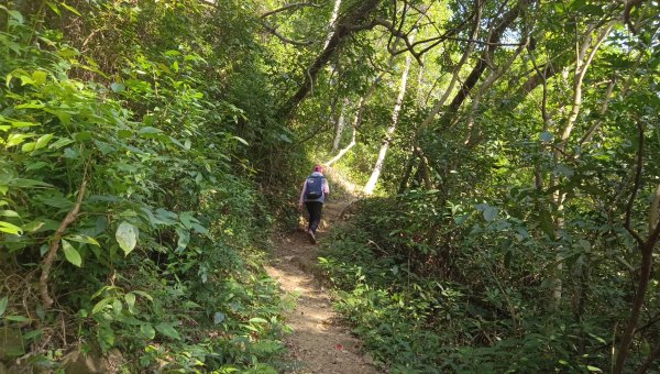 (姨婆趴趴走)第四十六集:新竹關西赤柯山及南峰、東西獅頭山、馬福山環狀縱走2685731