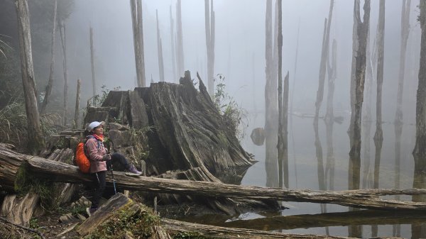 忘憂森林有一種美無法形容，雲霧繚繞，水氣朦朧，全台入園數第一名的森林遊樂區，溪頭自然教育園區2729337