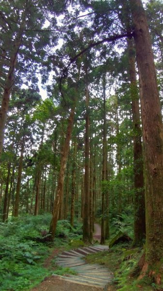 東眼山及親子峰步道592093